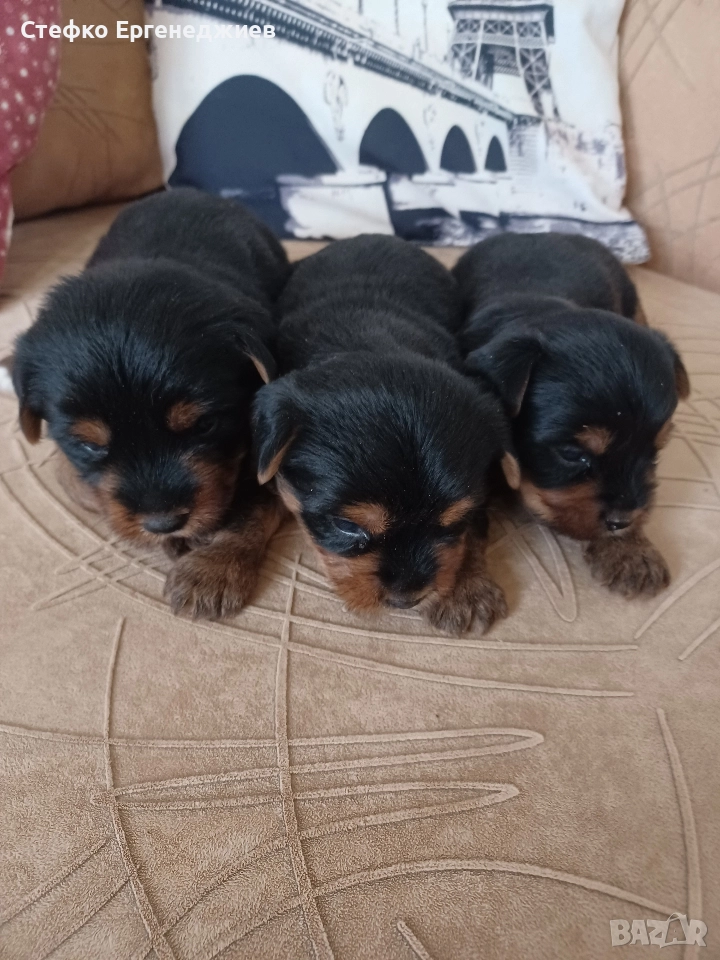 две момченца с ваксина, снимка 1