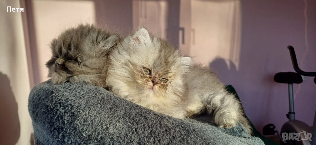 Персийски котенца, снимка 1