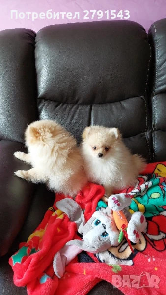 померан  момиче, снимка 1