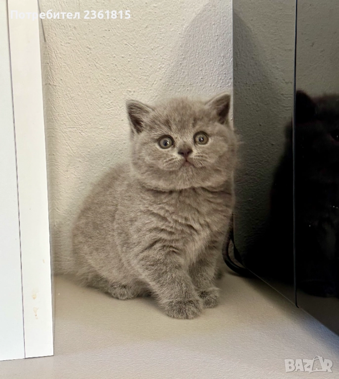 Чистокръвни сини британчета, снимка 1