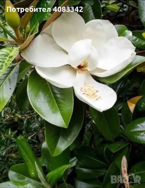 Магнолия грандифлора, снимка 1