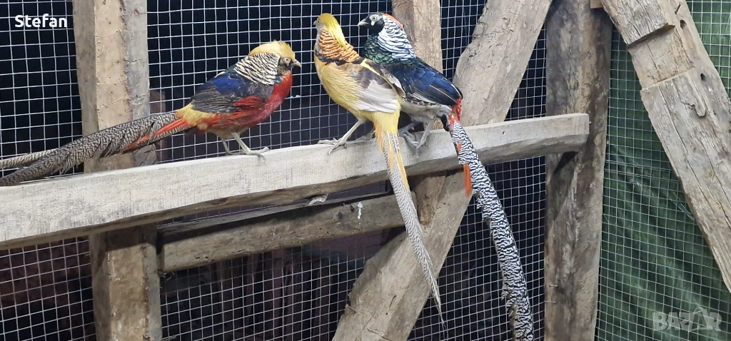 Фазани 3 чифта, снимка 1