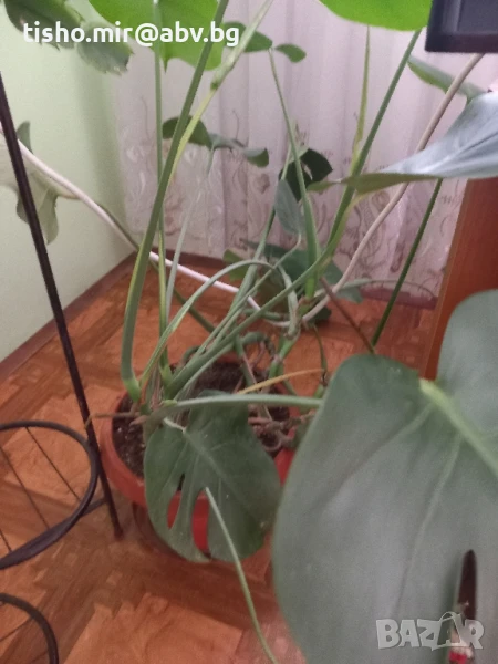 Филодендрон, снимка 1