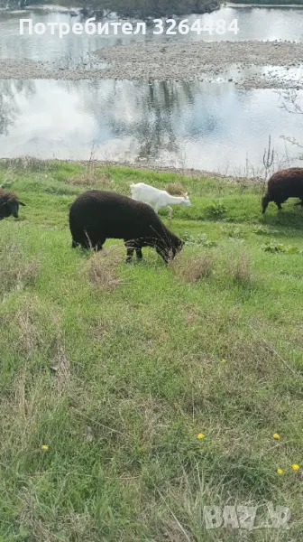 Продавам агнета МЧШ, снимка 1