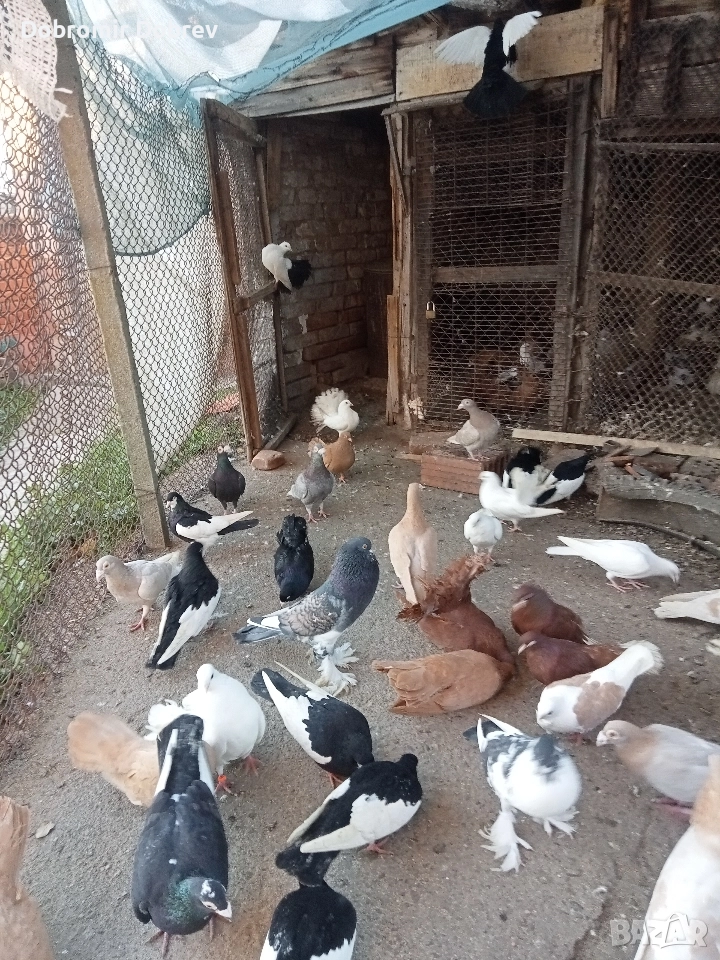 Гълаби , снимка 1