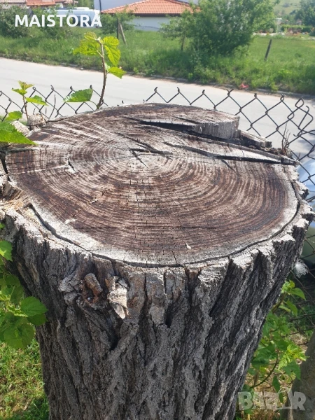 черница за дървен матерял, снимка 1