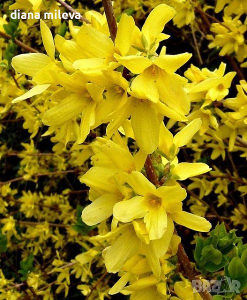 Форзиция, Forsythia, студоустойчива, снимка 1