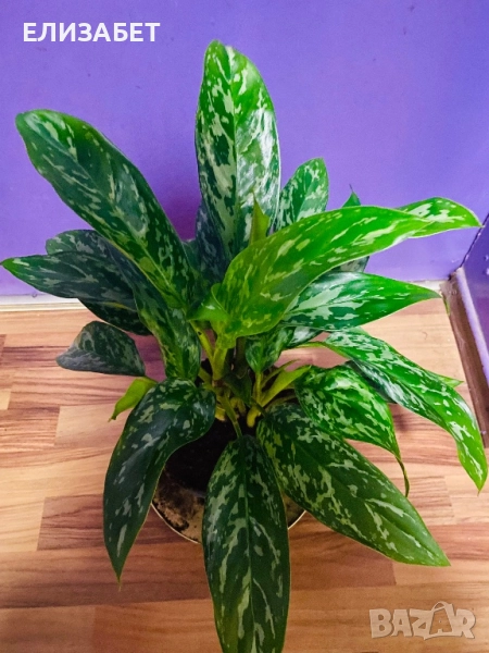 Аглаонема, снимка 1