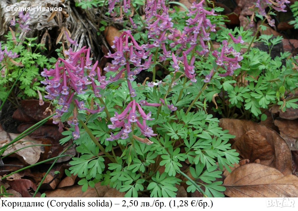 Коридалис, плътногрудеста лисичина (Corydalis solida) – грудки, снимка 1