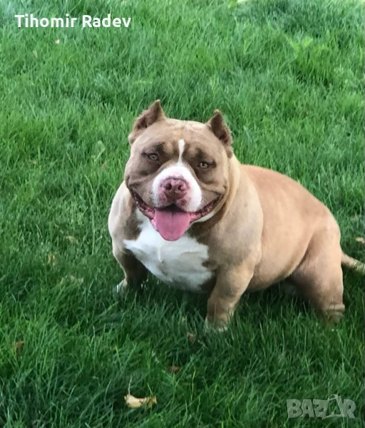 Американско були, снимка 1