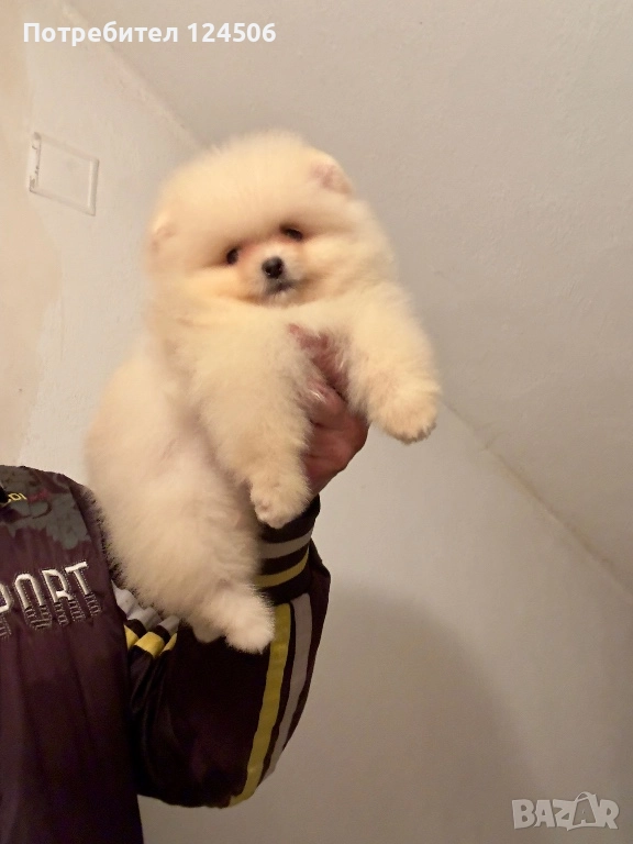 Померан мини померанче, снимка 1