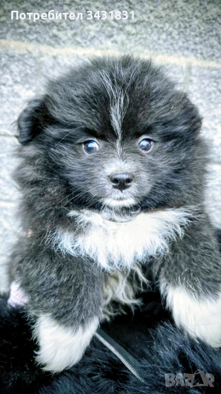 Померан на три месеца.Ваксинирано момиче!Търси новите си стопани,да го гледат и обичат!, снимка 1