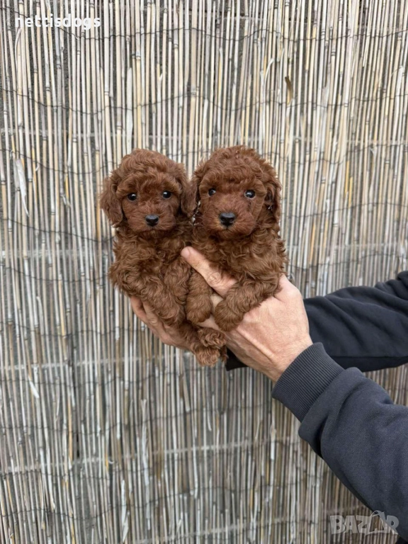 Сладки Той Пудели, снимка 1