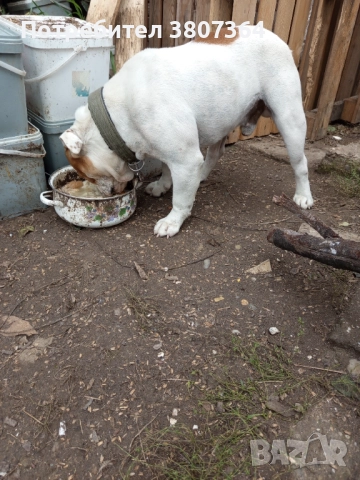 Свободен за разплод мъжки Английски булдог , снимка 16 - Английски булдог - 51313446