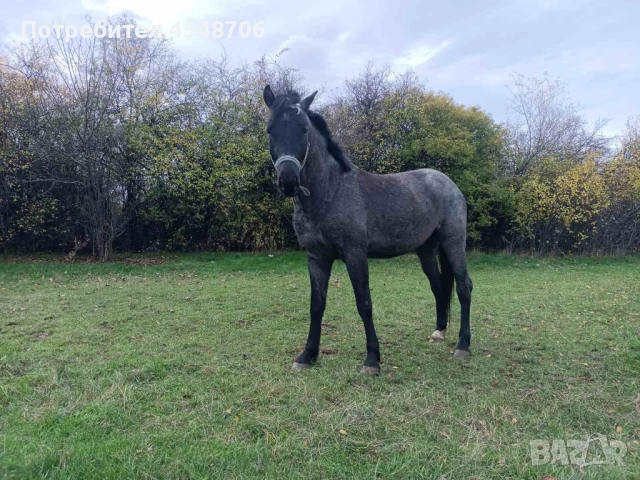 Продавам кон