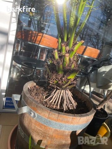 Финикова Палма 