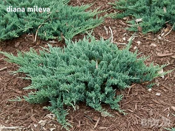 Хвойна Блу Чип, Juniperus hor. Blue Chip , снимка 3 - Градински цветя и растения - 39298508