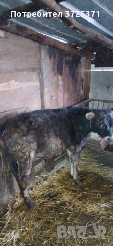 Продавам 2 бр телета , снимка 3 - Крави - 53295775