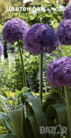 Два вида alium едър цвят и малък цвят 3€брой саксия едър цвят и 2€брой саксия малък цвят , снимка 2 - Градински цветя и растения - 53759518