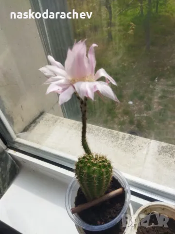 Кактус цъфтящ , снимка 3 - Стайни растения - 49928084