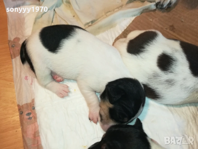 ДЖАК РЪСЕЛ БЕБЕТА-УНИКАЛНИ СЛАДУРИ 2908251855, снимка 13 - Джак ръсел териер - 51536957