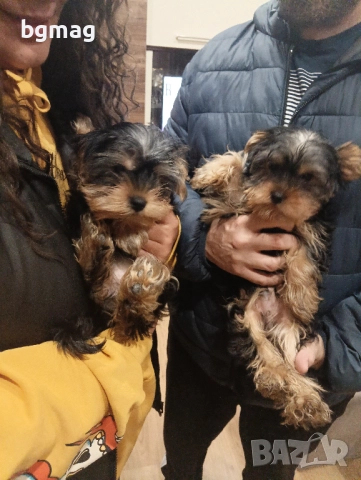 Йоркширски териер мини йорки., снимка 7 - Йоркширски териер - 51929023