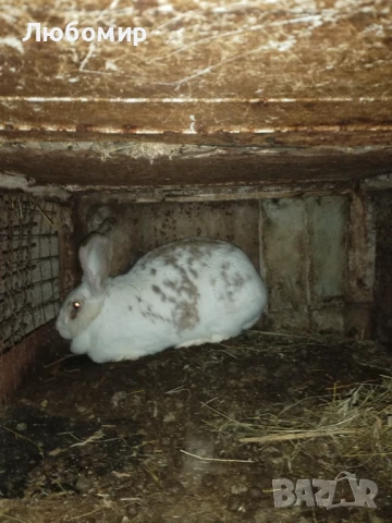 Продавам зайци, снимка 9 - Други - 50753326