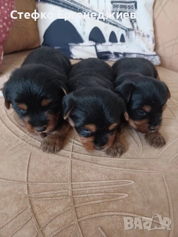 две момченца с ваксина