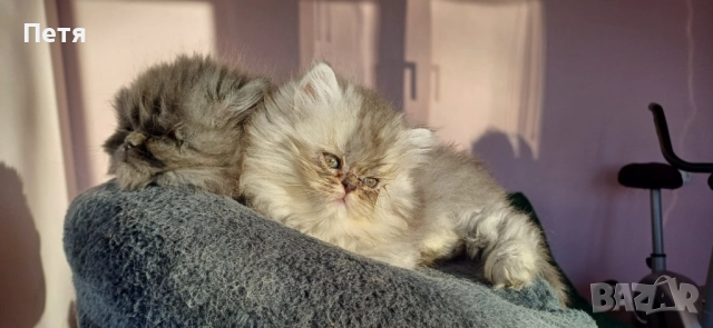 Персийски котенца