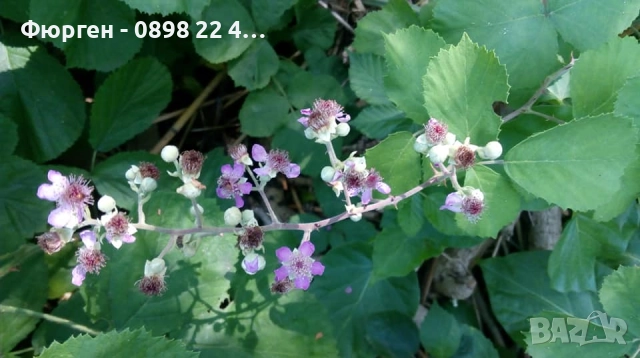 Розово цъфтяща сладка къпина (Лох мери), снимка 7 - Разсади - 38995508