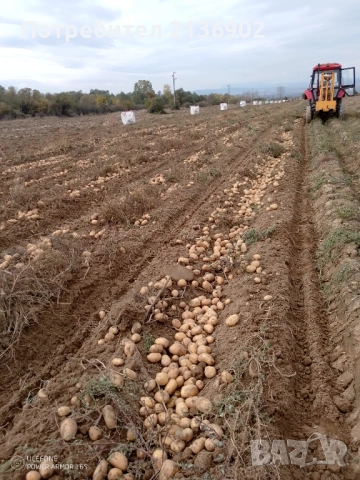 Картофи за консумация Сорая, снимка 6 - Домашни продукти - 52327531