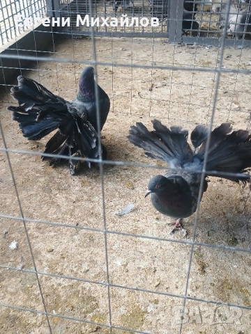 Фенерлии , снимка 9 - Гълъби - 52369128
