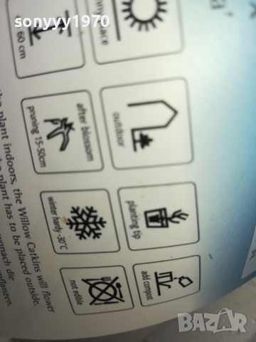 ВЪРБА 60СМ 1203240844, снимка 15 - Градински цветя и растения - 44725165