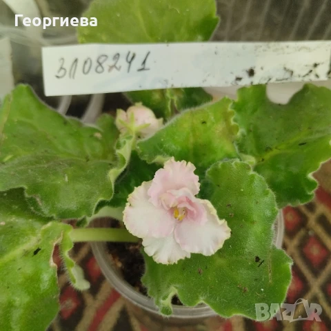 разменям, снимка 8 - Стайни растения - 51295902