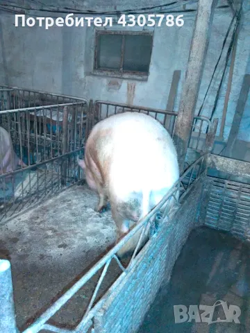 Малки прасета, снимка 6 - Прасета - 49519207