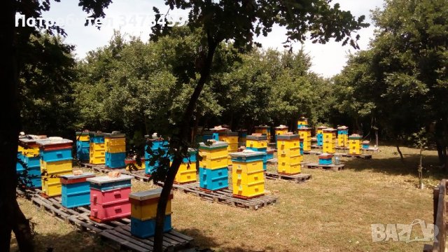 Пчелен мед от производител - биологично производство