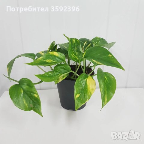 Епипремнум -пречиства въздуха в стаята-10 лева, снимка 1 - Градински цветя и растения - 41390641