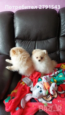 померан  момиче, снимка 1