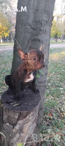 Френски булдочета 111 дни, снимка 11 - Други - 51492688