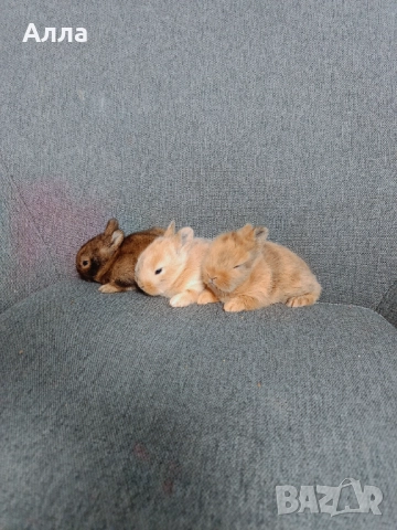 Декоративно зайчета, снимка 3 - Декоративни зайчета - 52968410