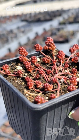 Седум Коралов килим, Sedum album Coral Carpet, снимка 5 - Градински цветя и растения - 53865678