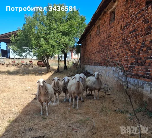 Продавам стадо чистокръвни овце. 5 майки и 1 овен.