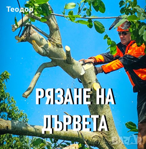 Почистване на запустели обекти, дворни места и терени, снимка 7 - Почистване на домове - 41573952