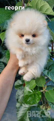 Померан померанче, снимка 6 - Померан - 41146182