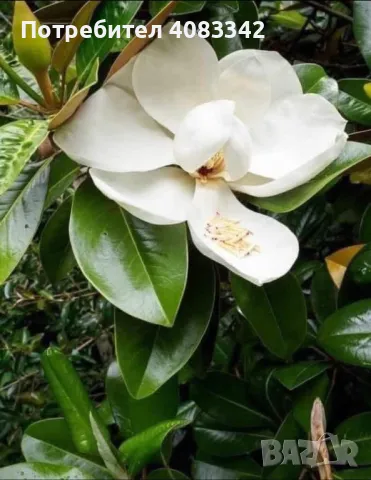 Магнолия грандифлора, снимка 1