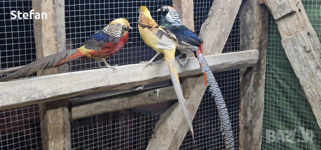 Фазани 3 чифта