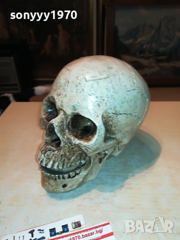 ЧЕРЕП ОТ ГЕРМАНИЯ 3112222029, снимка 12 - Антикварни и старинни предмети - 39152242