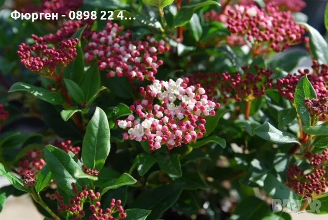 Лаврова Калина (Viburnum Tinus), снимка 5 - Разсади - 49417220