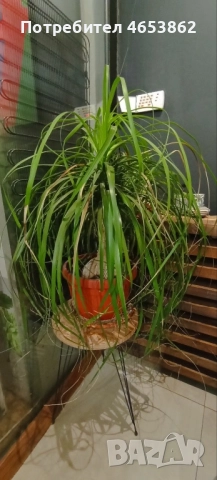 Цветя, снимка 4 - Стайни растения - 52482423