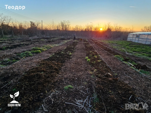 Широколистен чипс за градини, овошки и лехи – доставка с камион, снимка 8 - Тор и почвени смеси - 52252587